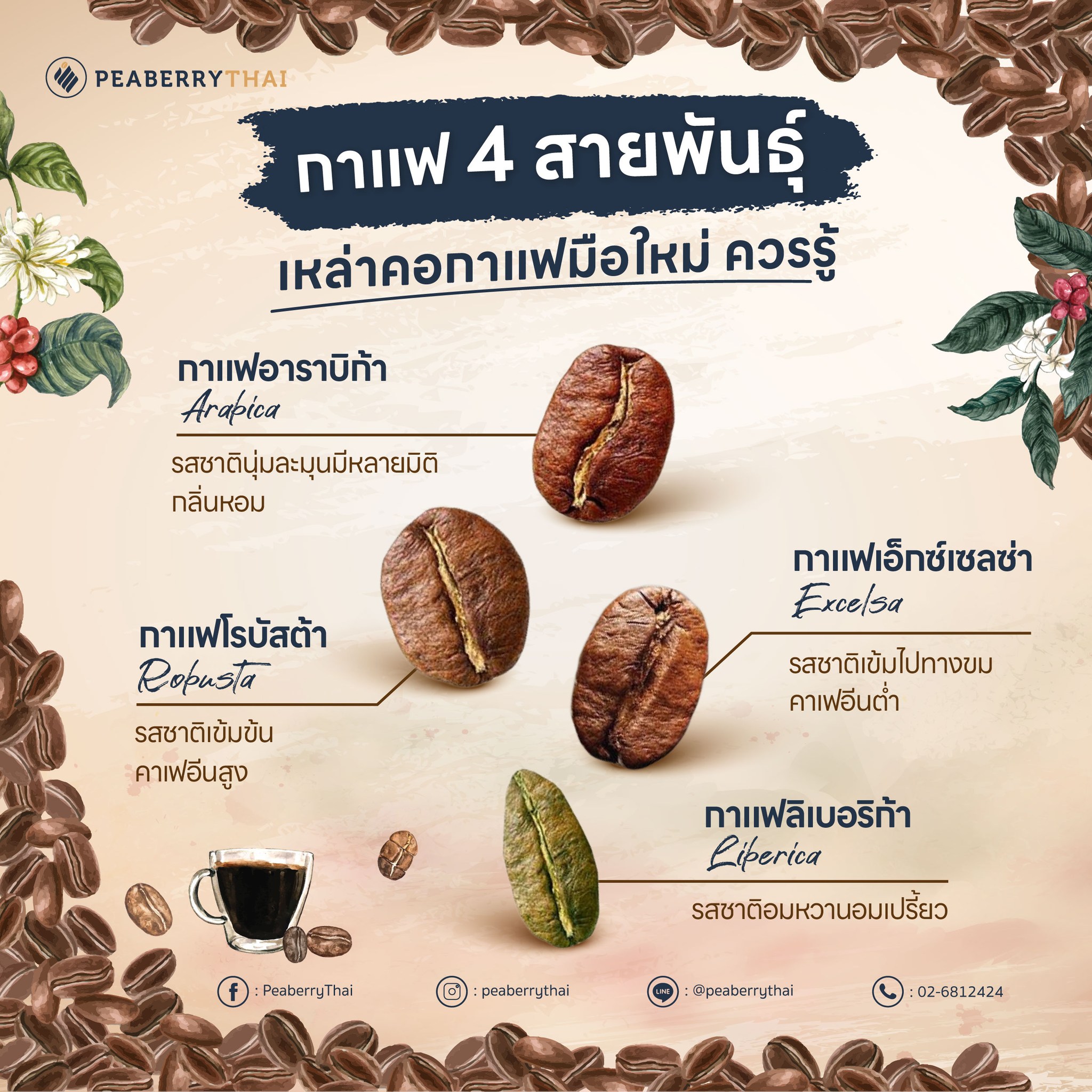 สายพันธุ์กาแฟ  4 สายพันธุ์