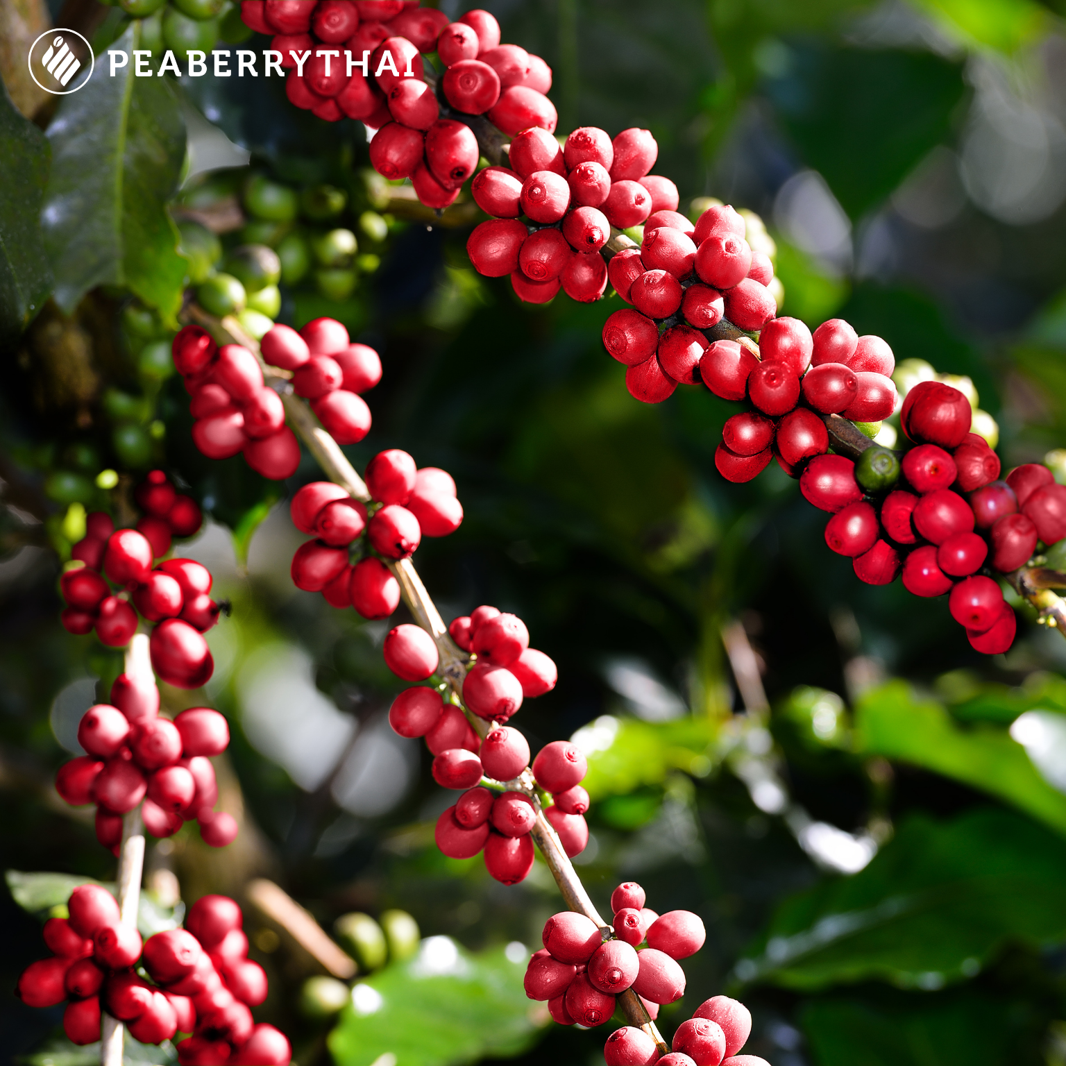 คุณภาพกาแฟสด — หัวใจของทุกเมนูกาแฟ