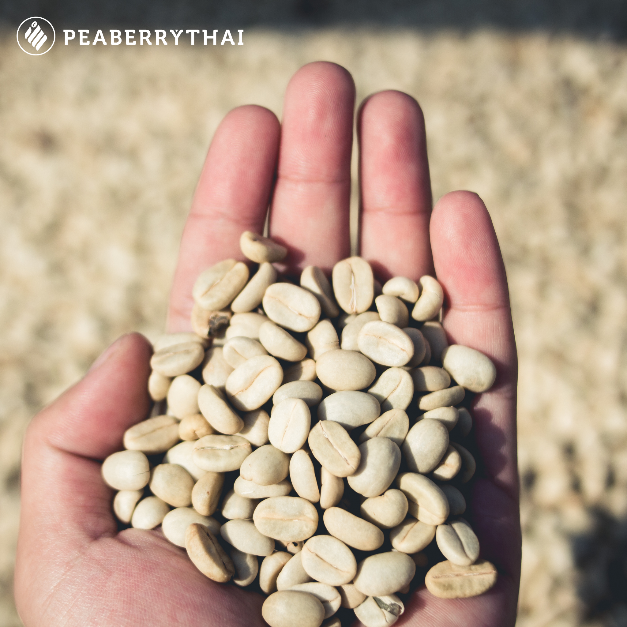 วัตถุประสงค์ของ Coffee Process