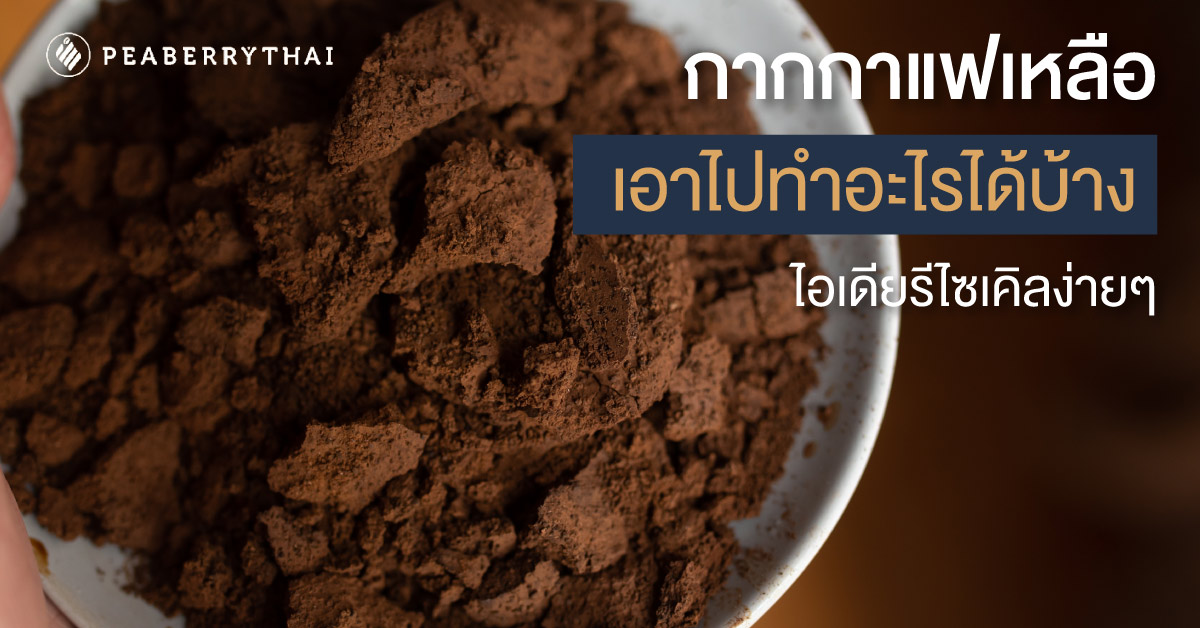 กากกาแฟเหลือเอาไปทำอะไรได้บ้าง ไอเดียรีไซเคิลง่ายๆ