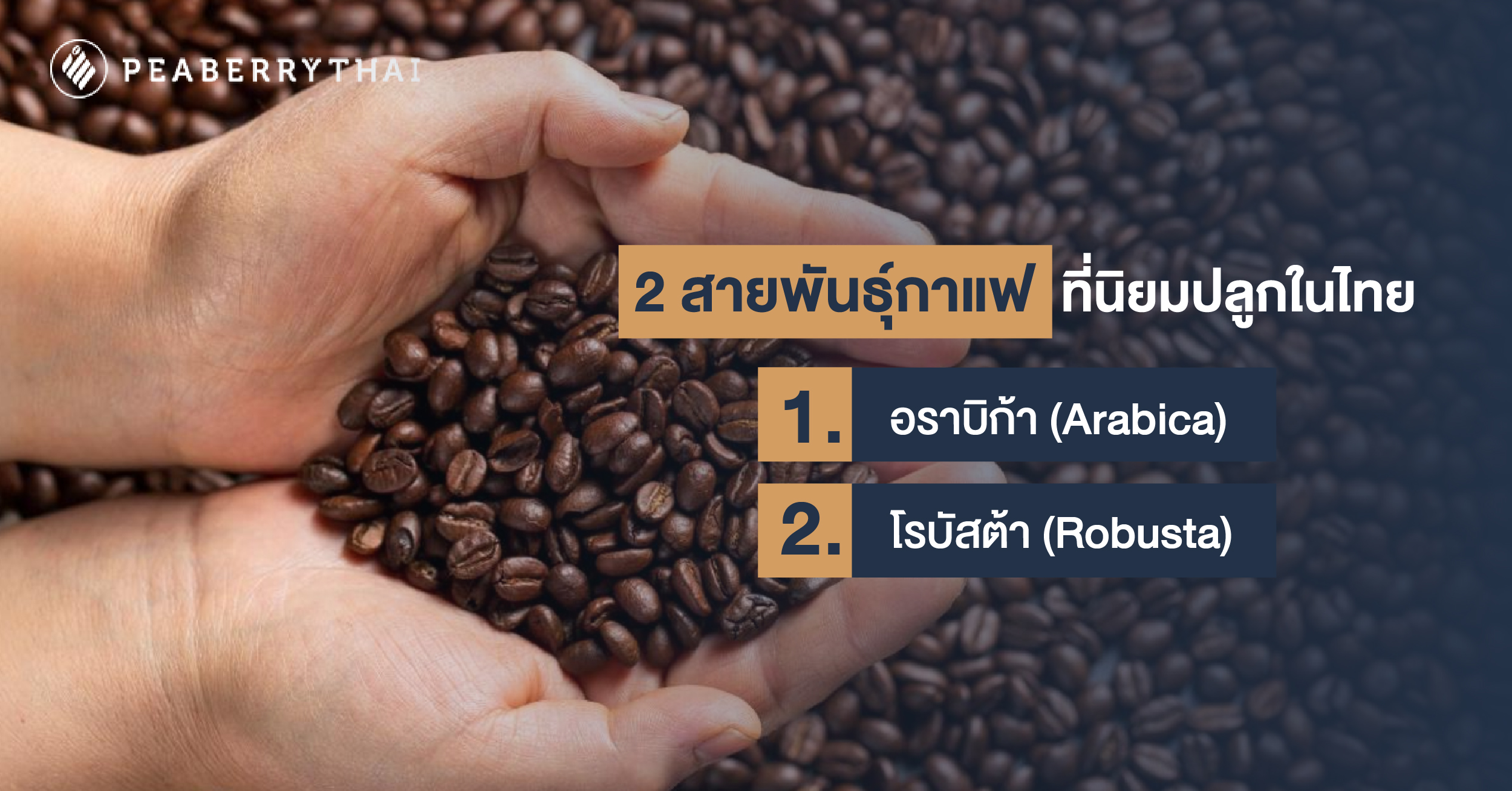 2 สายพันธุ์กาแฟ ที่นิยมปลูกในไทย