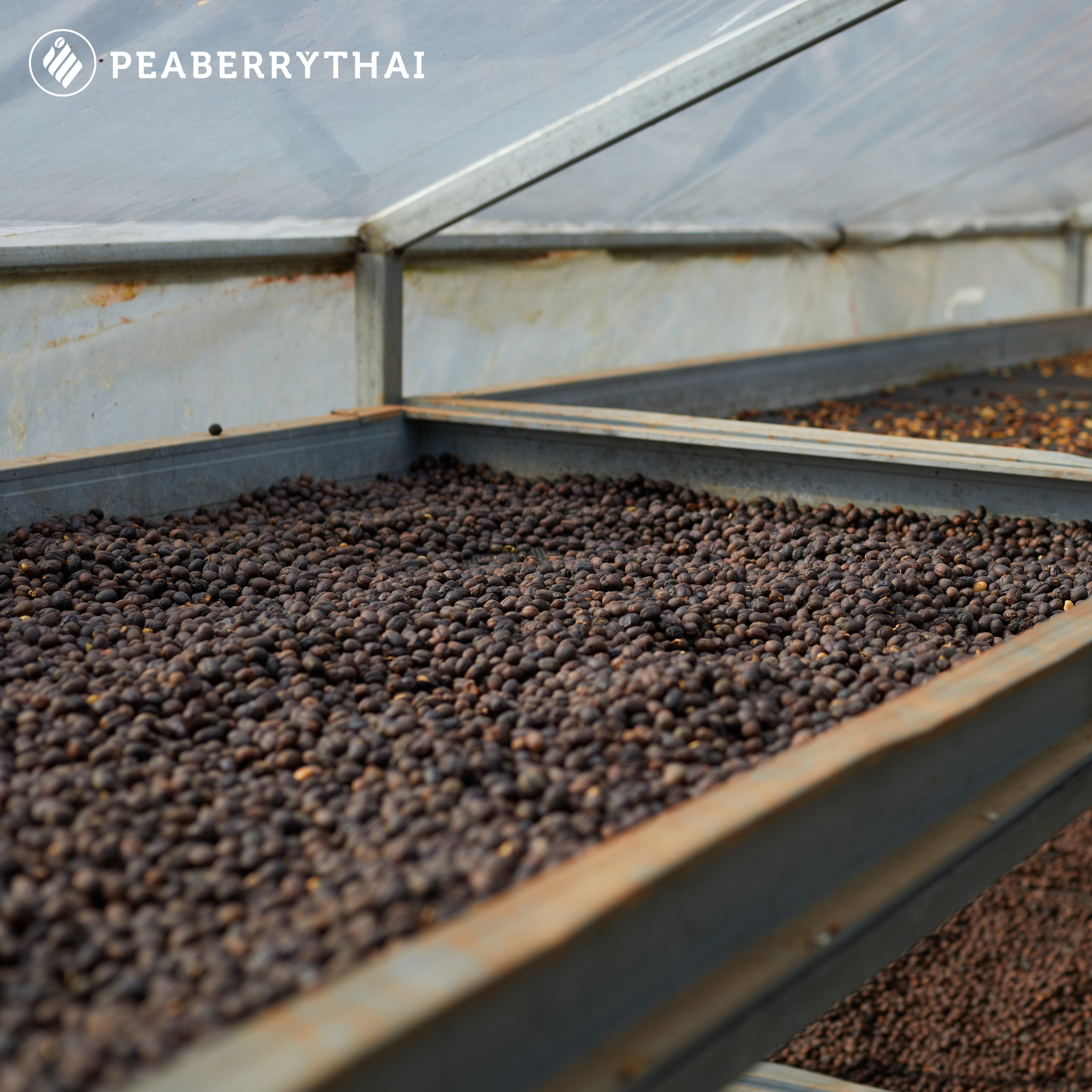 Natural Process (Dry Process) — กระบวนการแห้ง