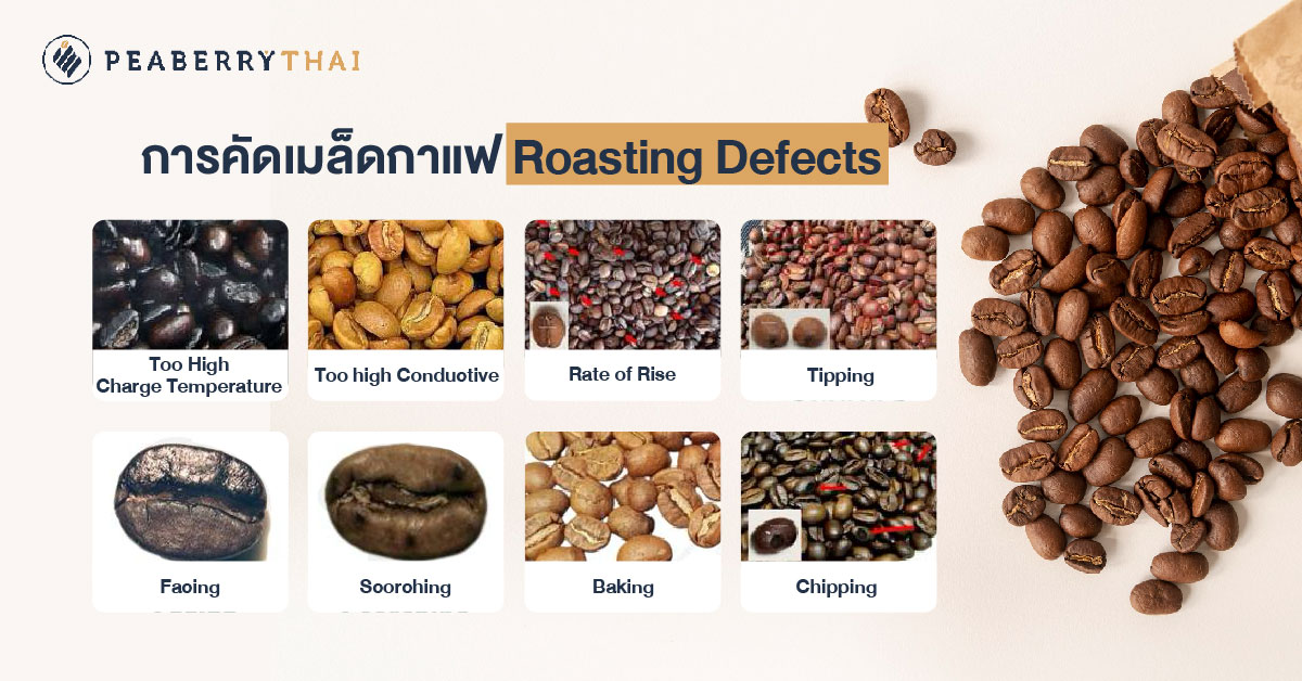 การคัดเมล็ดกาแฟ Roasting Defects