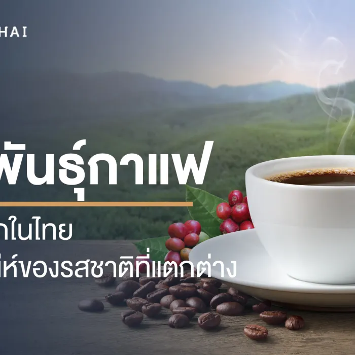 รู้จักสายพันธุ์กาแฟที่นิยมปลูกในไทย สัมผัสเสน่ห์ของรสชาติที่แตกต่าง