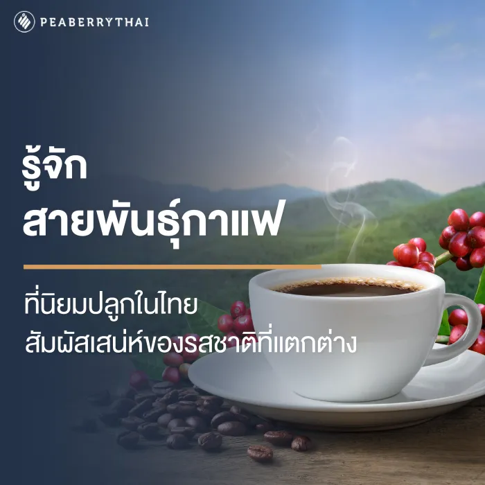 สาย พันธุ์ กาแฟ ที่ นิยม ใน ไทย