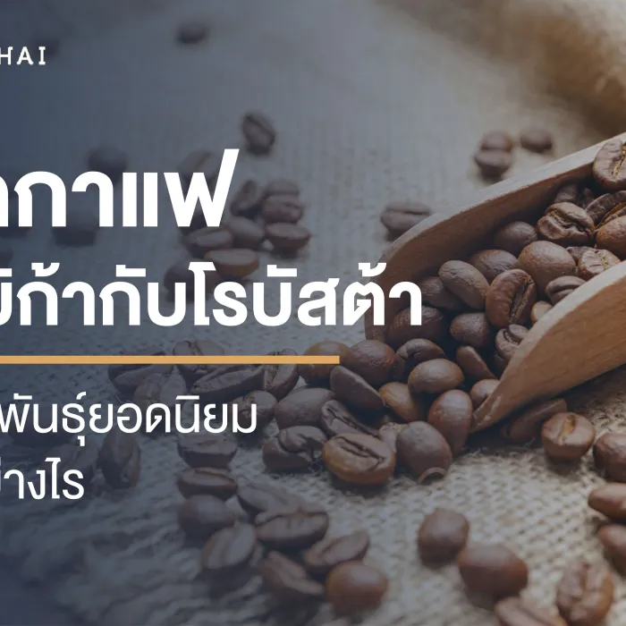 เมล็ดกาแฟอาราบิก้ากับโรบัสต้า ทั้ง 2 สายพันธุ์ยอดนิยม ต่างกันอย่างไร