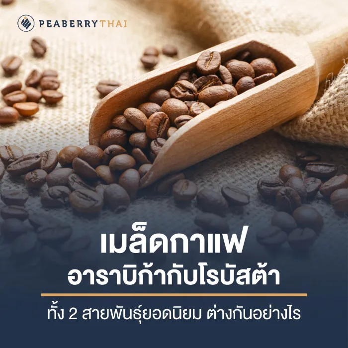 เมล็ดกาแฟอาราบิก้ากับโรบัสต้า ทั้ง 2 สายพันธุ์ยอดนิยม ต่างกันอย่างไร