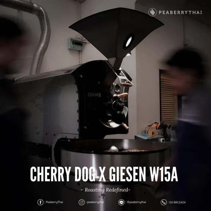 Cherrydog Coffee Roaster เปิดตัว Giesen Coffee Roaster W15A ก้าวใหม่ของคุณภาพการคั่วกาแฟ