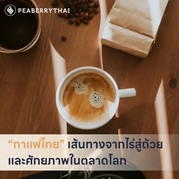  “กาแฟไทย” เส้นทางจากไร่สู่ถ้วย และศักยภาพในตลาดโลก