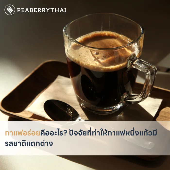 กาแฟอร่อยคืออะไร ปัจจัยที่ทำให้กาแฟหนึ่งแก้วมีรสชาติแตกต่าง