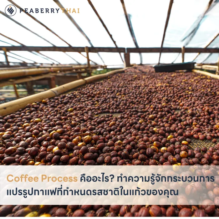 Coffee Process คืออะไร_ ทำความรู้จักกระบวนการแปรรูปกาแฟที่กำหนดรสชาติในแก้วของคุณ