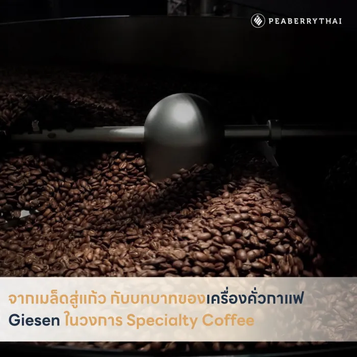 จากเมล็ดสู่แก้ว กับบทบาทของเครื่องคั่วกาแฟ Giesen ในวงการ Specialty Coffee