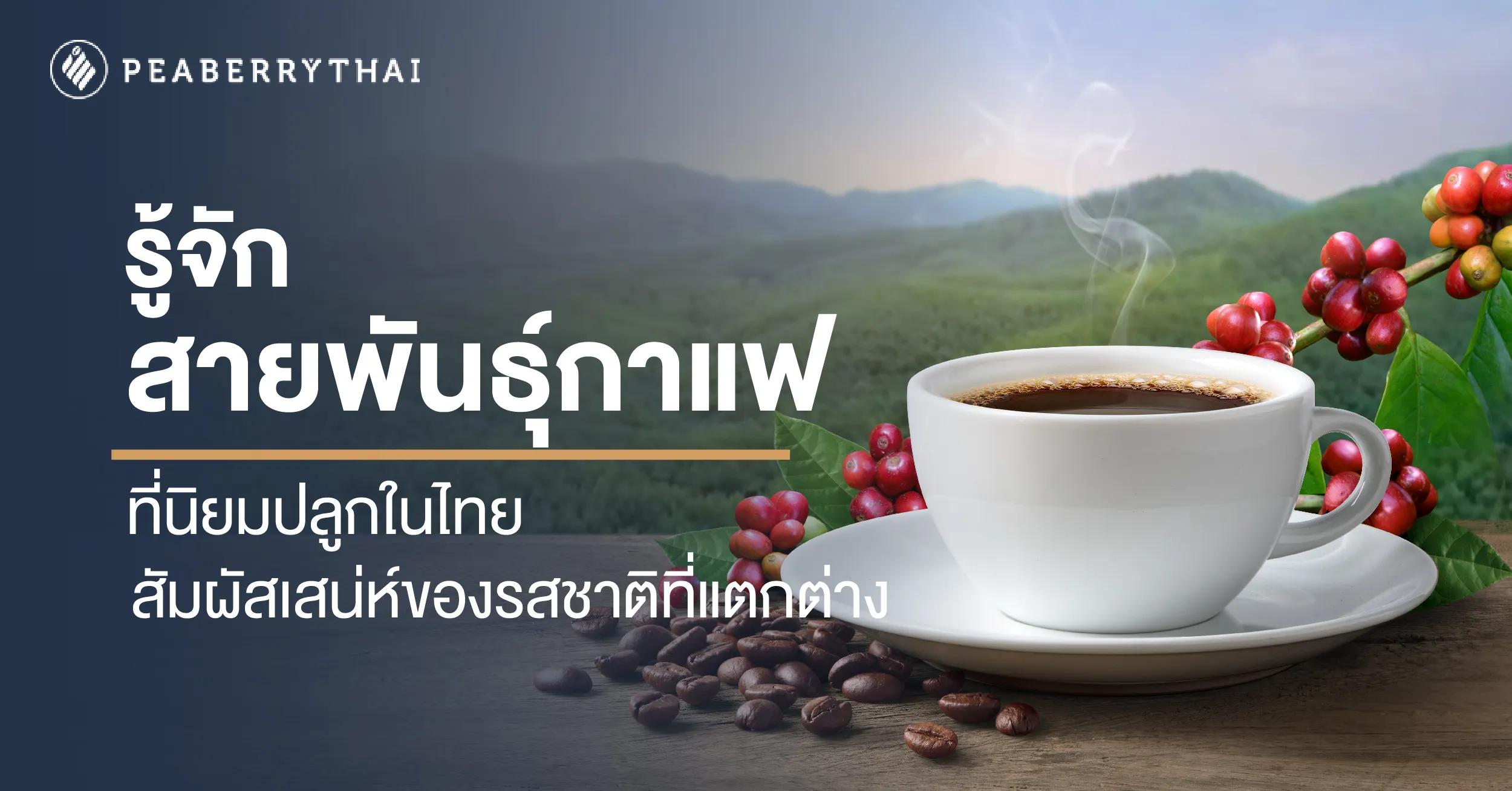 รู้จักสายพันธุ์กาแฟที่นิยมปลูกในไทย สัมผัสเสน่ห์ของรสชาติที่แตกต่าง