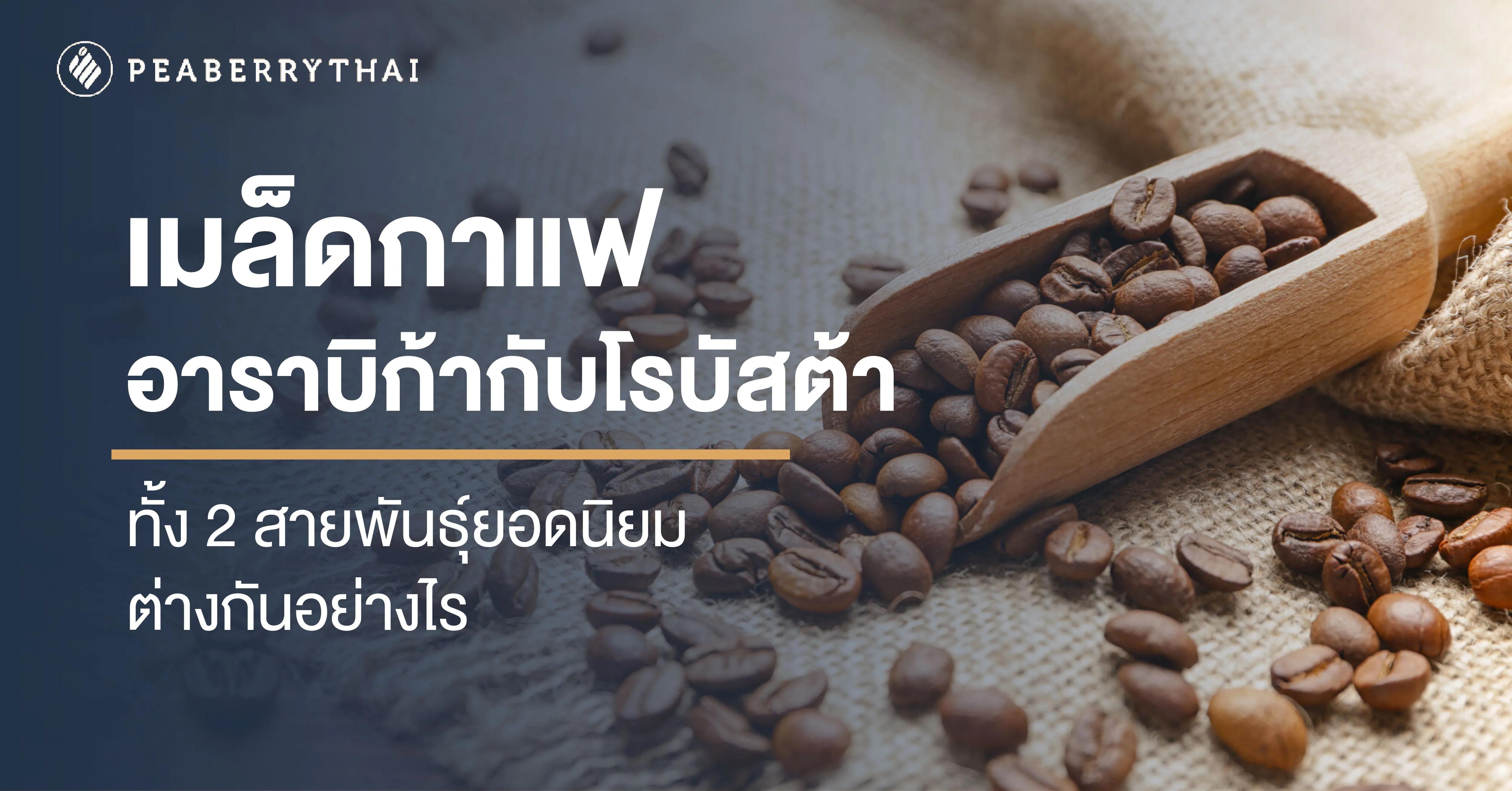 เมล็ดกาแฟอาราบิก้ากับโรบัสต้า ทั้ง 2 สายพันธุ์ยอดนิยม ต่างกันอย่างไร