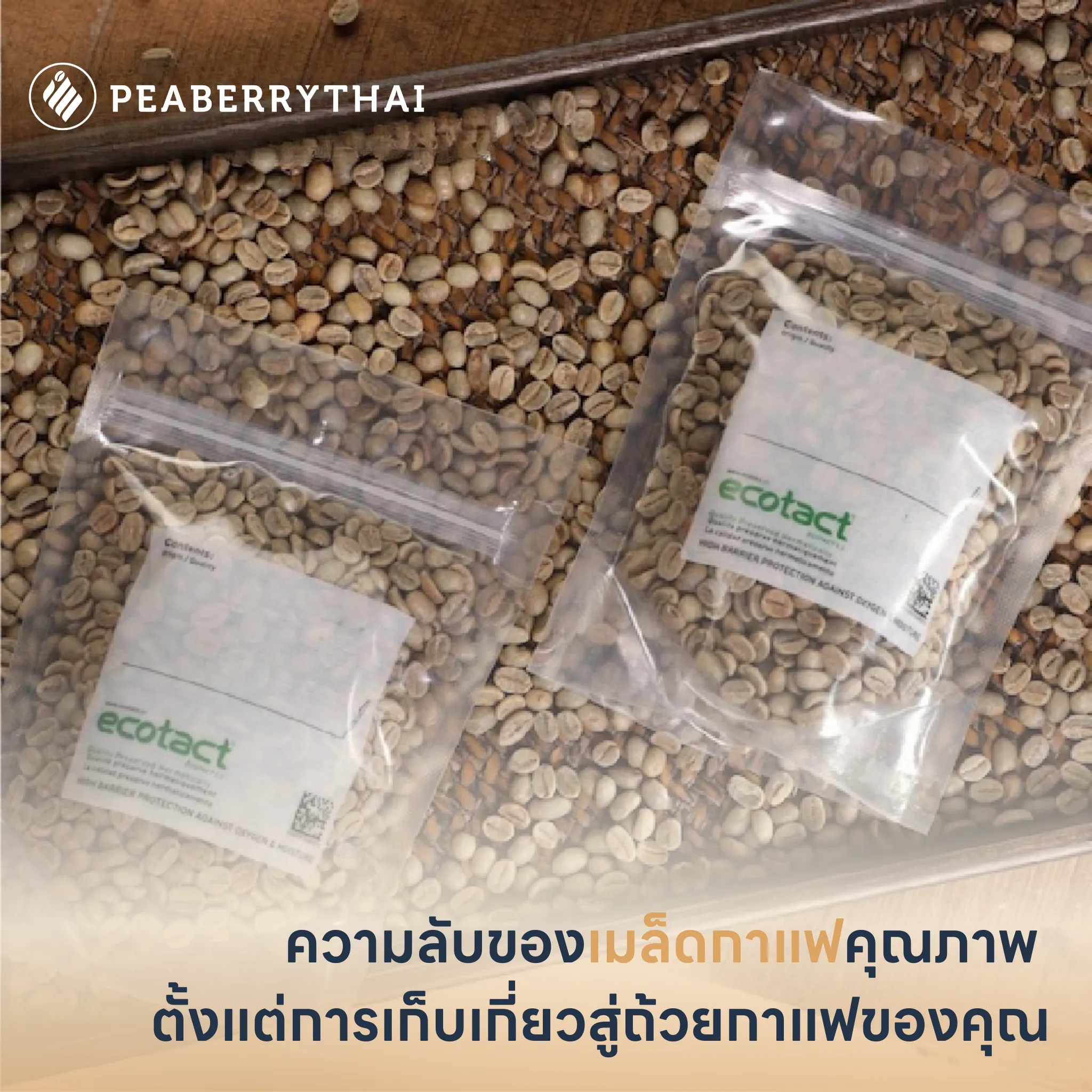 Peaberrythai ความลับของเมล็ดกาแฟคุณภาพ