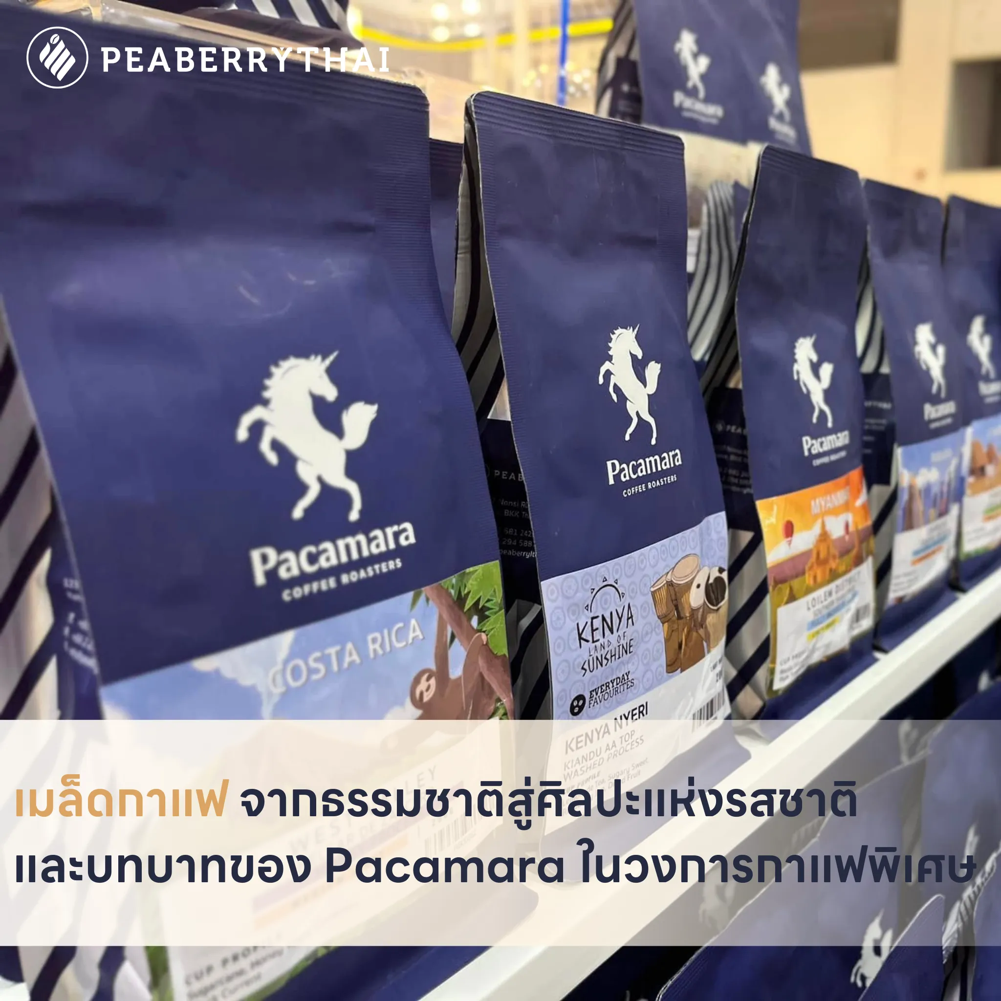 เมล็ดกาแฟ จากธรรมชาติสู่ศิลปะแห่งรสชาติ และบทบาทของ Pacamara ในวงการกาแฟพิเศษ